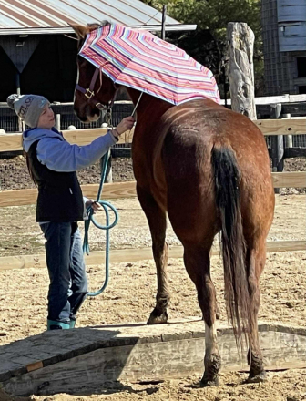 HorseID: 2290722 Cricket - PhotoID: 1088953