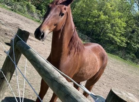 HorseID: 2290727 Hail Jupiter - PhotoID: 1089909