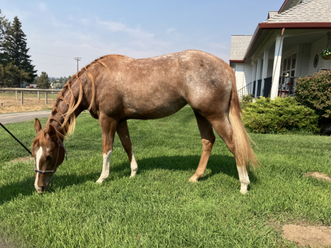 HorseID: 2291453 IMA DUN DEAL MD - PhotoID: 1089227