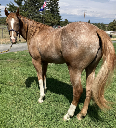 HorseID: 2291453 IMA DUN DEAL MD - PhotoID: 1089228