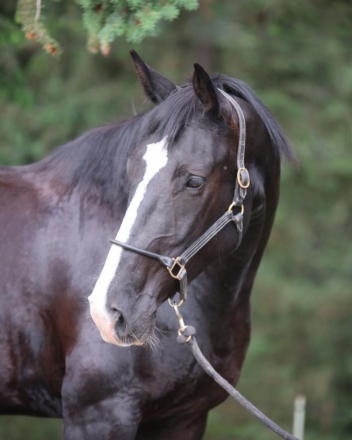 HorseID: 2291684 Wanna Smooch - PhotoID: 1089510