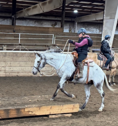 HorseID: 2291892 Mira - PhotoID: 1070508