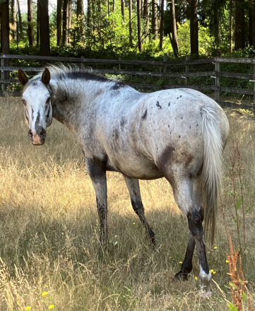 HorseID: 2291892 Mira - PhotoID: 1089661