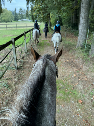 HorseID: 2291892 Mira - PhotoID: 1089662