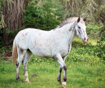 HorseID: 2291892 Mira - PhotoID: 1089663