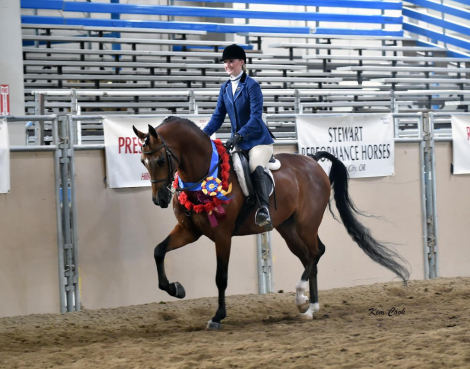 HorseID: 2292166 ROL Fire Ball - PhotoID: 1081264