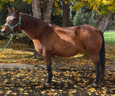 HorseID: 2292571 Sugarplum Master - PhotoID: 1088602