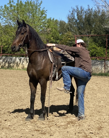 HorseID: 2292594 Coco - PhotoID: 1089107