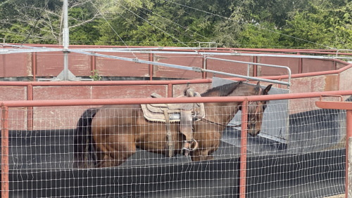 HorseID: 2292594 Coco - PhotoID: 1089109