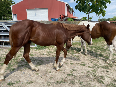 HorseID: 2292788 I Like The Conclusion - PhotoID: 1071559