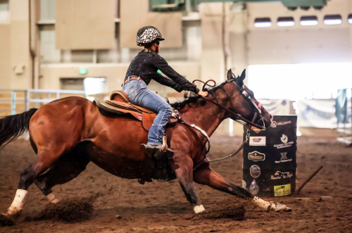 HorseID: 2292885 Reduced:  Frenchies Six Pack - PhotoID: 1086019