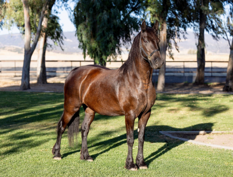 HorseID: 2293388 Bailey - PhotoID: 1088245