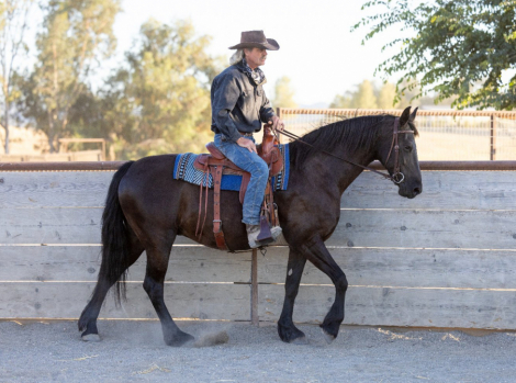 HorseID: 2293388 Bailey - PhotoID: 1088246