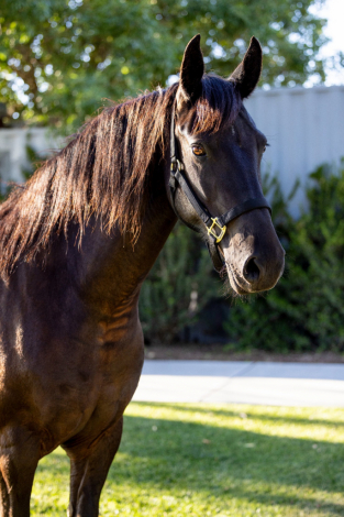 HorseID: 2293388 Bailey - PhotoID: 1088247