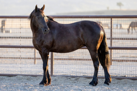 HorseID: 2293388 Bailey - PhotoID: 1088248