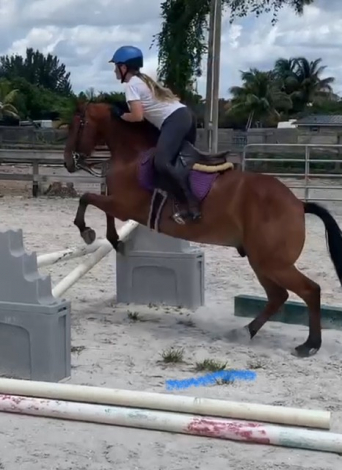 HorseID: 2293543 Tiki - PhotoID: 1089691