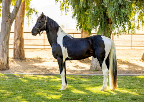 HorseID: 2293621 Invictus - PhotoID: 1088250