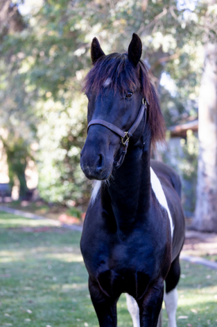 HorseID: 2293621 Invictus - PhotoID: 1088251