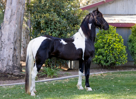 HorseID: 2293621 Invictus - PhotoID: 1088252