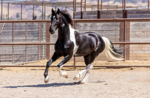 HorseID: 2293621 Invictus - PhotoID: 1088253