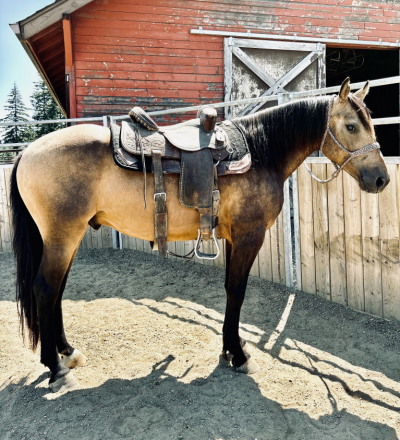 HorseID: 2293787 Kai - PhotoID: 1089690