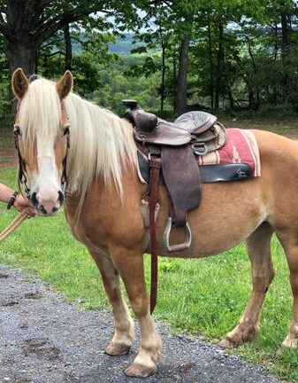 HorseID: 2294108 BELL'S MILLIE OF THE RIDGE - PhotoID: 1089963