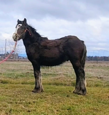 HorseID: 2294140 PFR Outlaw’s Old Fashioned - PhotoID: 1082934