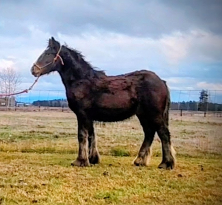 HorseID: 2294140 PFR Outlaw’s Old Fashioned - PhotoID: 1082935