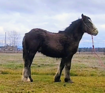 HorseID: 2294140 PFR Outlaw’s Old Fashioned - PhotoID: 1082936