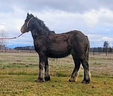 HorseID: 2294140 PFR Outlaw’s Old Fashioned - PhotoID: 1082937