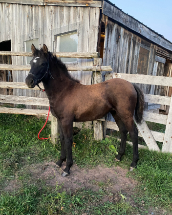 HorseID: 2294350 Raspotnik Luna - PhotoID: 1085860