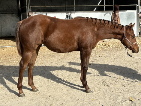 HorseID: 2294353 Gettin Pretty Hott - PhotoID: 1075223