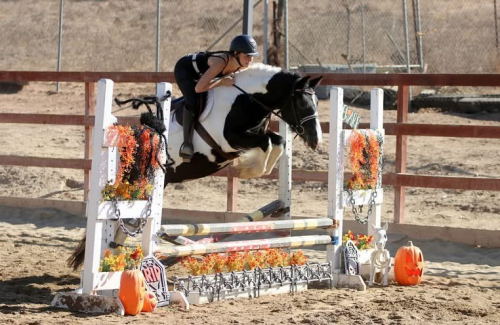 HorseID: 2294424 CFF Livvies Largesse - PhotoID: 1088878