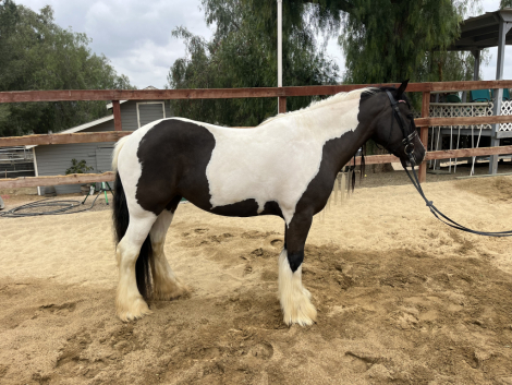 HorseID: 2294424 CFF Livvies Largesse - PhotoID: 1088881