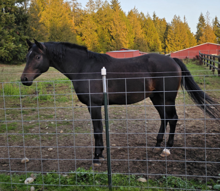 HorseID: 2294491 Rubi - PhotoID: 1084172