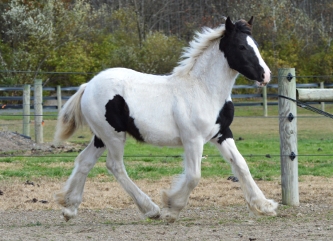 HorseID: 2294819 CHESTNUT OAK'S NOVA - PhotoID: 1088756