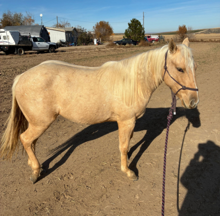 HorseID: 2294841 You Want Absinthe - PhotoID: 1089315