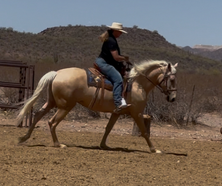 HorseID: 2295336 Opal Star - PhotoID: 1075063