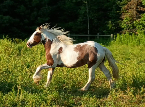 HorseID: 2295380 GS Atomic Love Bomb - PhotoID: 1075150