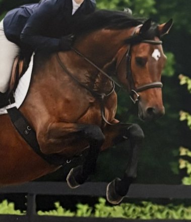 HorseID: 2295526 Kita - PhotoID: 1088276