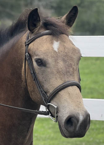 HorseID: 2295527 Shortcake - PhotoID: 1088278