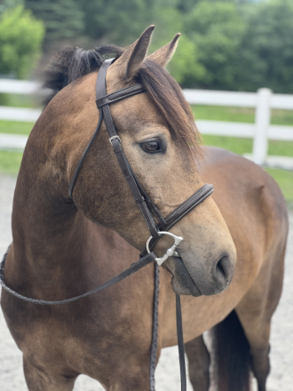 HorseID: 2295528 Cannoli - PhotoID: 1088288