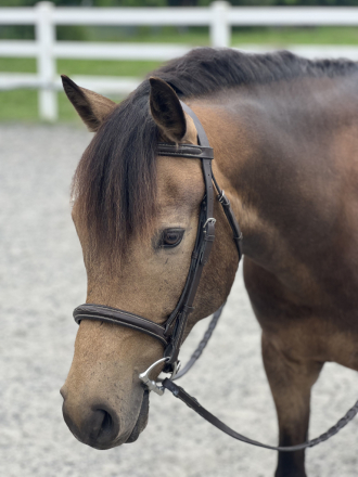 HorseID: 2295528 Cannoli - PhotoID: 1088289