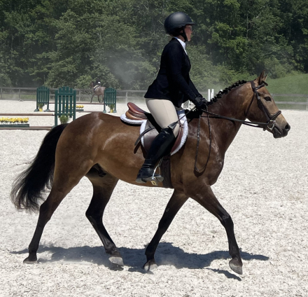 HorseID: 2295528 Cannoli - PhotoID: 1088290