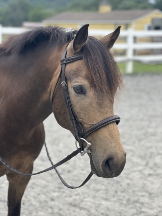 HorseID: 2295528 Cannoli - PhotoID: 1088291