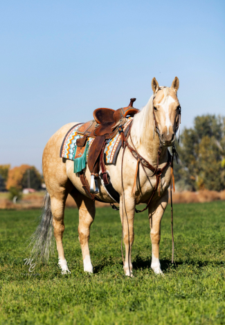 HorseID: 2295552 Guys Gas Time - PhotoID: 1075398