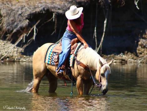 HorseID: 2295552 Guys Gas Time - PhotoID: 1084192