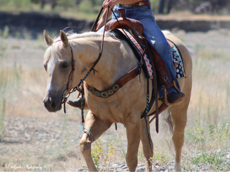 HorseID: 2295552 Guys Gas Time - PhotoID: 1084193