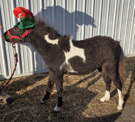 HorseID: 2295560 RVF Checkmate's Idol - PhotoID: 1075405