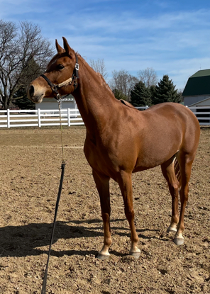 HorseID: 2295738 Walhalla Kalliste - PhotoID: 1088976